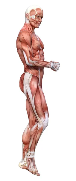 Renderização Uma Figura Masculina Com Mapas Musculares Isolados Fundo Branco — Fotografia de Stock