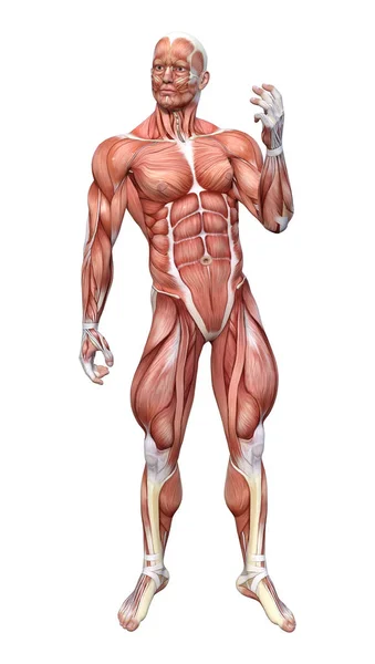 Representación Una Figura Masculina Con Mapas Musculares Aislados Sobre Fondo — Foto de Stock