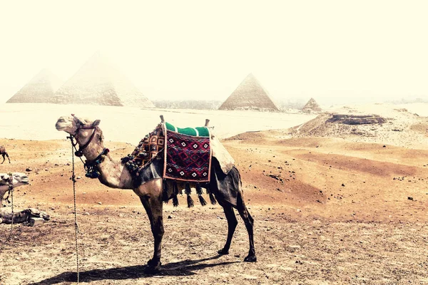 沙尘暴期间在吉萨沙漠中金字塔前的骆驼 — 图库照片