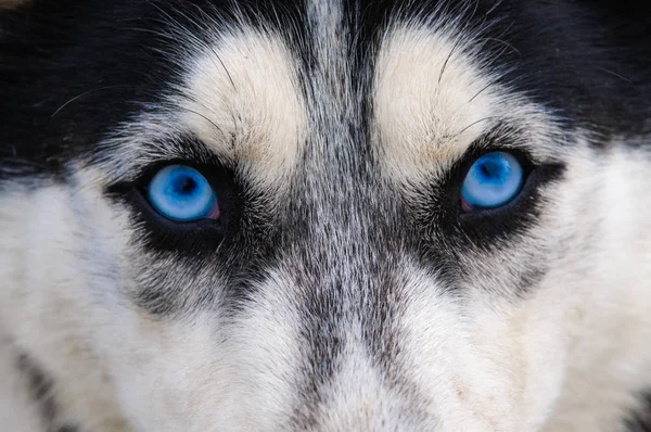 Staring Angry Look Photographer Blue Wolf Eyes — Stock Photo, Image