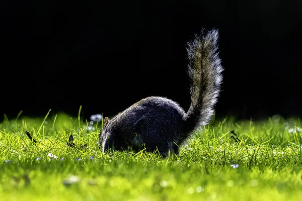 Doğu Gri Sincap Sciurus Carolinensis Ngiliz Parkında — Stok fotoğraf