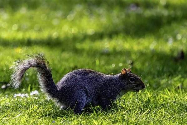 Ανατολική Γκρι Σκίουρος Sciurus Carolinensis Στο Βρετανικό Πάρκο — Φωτογραφία Αρχείου