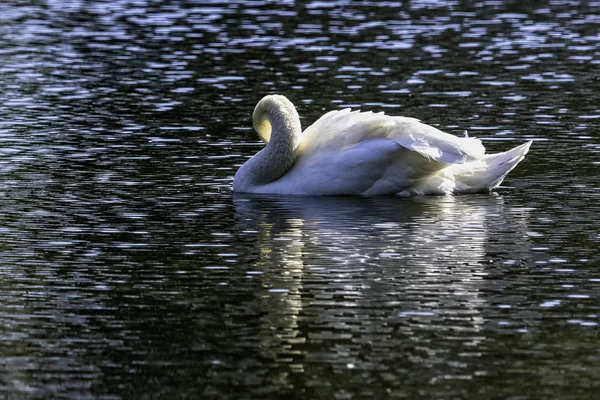 在英国白金汉郡斯托的八达通湖中游泳的小天鹅 天鹅绒色 — 图库照片