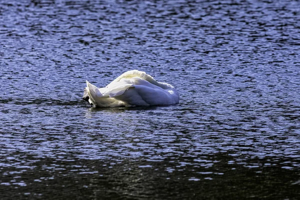 Cisne Mudo Cygnus Olor Nadando Octagon Lake Stowe Buckinghamshire Reino — Fotografia de Stock