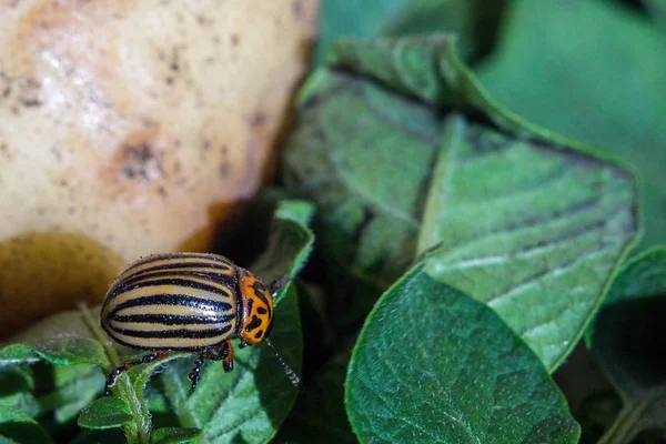 Uma Imagem Perto Besouro Batata Colorado Que Rasteja Sobre Batatas — Fotografia de Stock