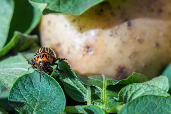 Een Close Beeld Van Colorado Kever Die Kruipt Aardappelen Groene — Stockfoto