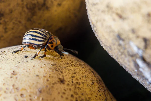 Une Image Rapprochée Doryphore Pomme Terre Qui Rampe Sur Les — Photo