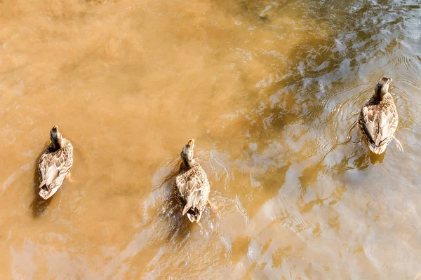 茶色のアヒルを川の水で泳ぐのグループ — ストック写真