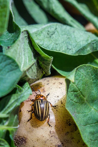 Una Imagen Cerca Del Escarabajo Patata Colorado Que Arrastra Sobre —  Fotos de Stock