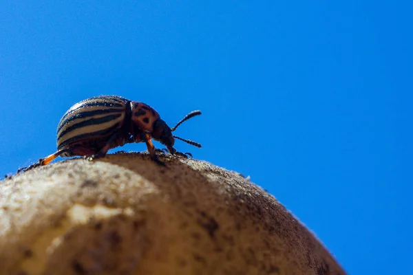 Een Close Beeld Van Colorado Kever Die Kruipt Aardappelen Groene — Stockfoto