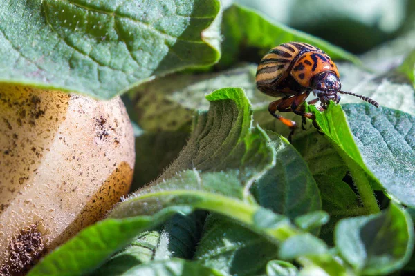 Una Imagen Cerca Del Escarabajo Patata Colorado Que Arrastra Sobre —  Fotos de Stock