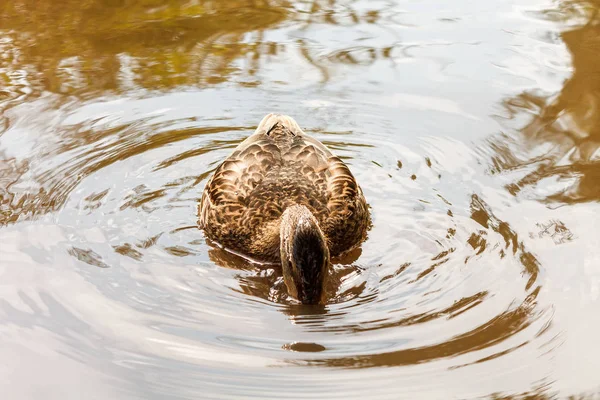 Anatra Bruna Nuota Nell Acqua Del Fiume — Foto Stock