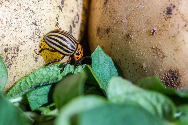 Close Image Colorado Potato Beetle Crawls Potatoes Green Leaves Eats — Stock Photo, Image