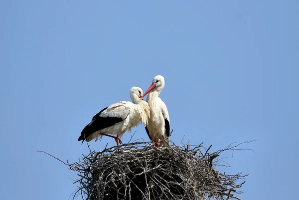 Naturskøn Udsigt Hvid Stork Vilde Natur - Stock-foto