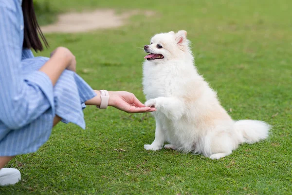 Mulher Trem Cão Branco Pomeranian Parque — Fotografia de Stock