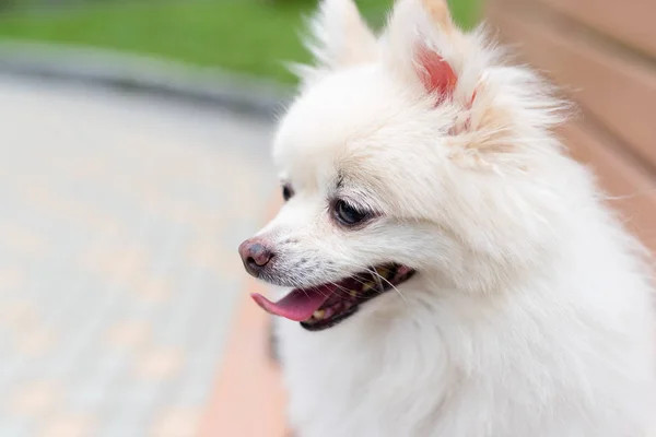 Pomeranian Cão Sentar Parque — Fotografia de Stock