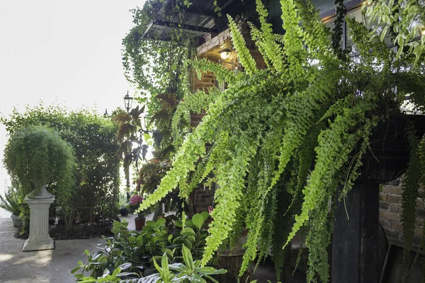 Variety Green Plants Outdoor Garden Stock Photo — Stock Photo, Image