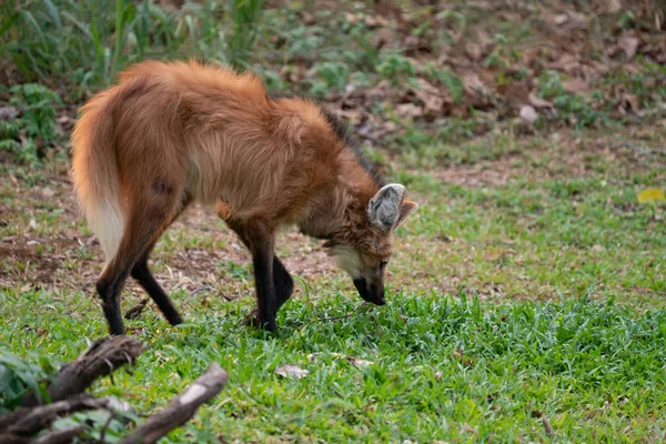 Hřívnatý Vlk Chrysocyon Brachyurus Zoologické Zahradě — Stock fotografie