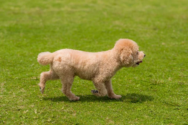 Perro Caniche Correr Parque —  Fotos de Stock