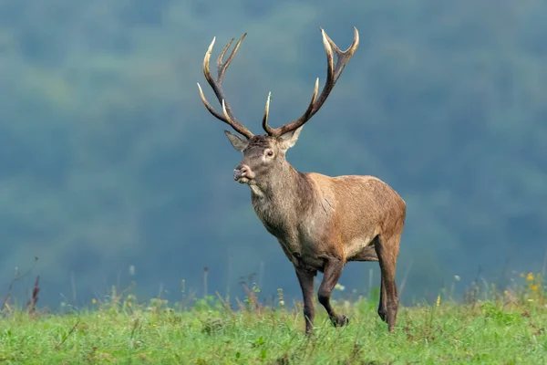 Kırmızı Geyik Cervus Elaphus Kısa Yeşil Çimenli Bulanık Arka Planlı — Stok fotoğraf