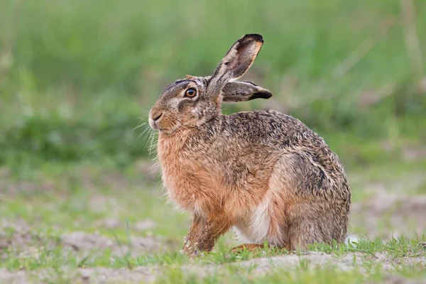 Lebre Castanha Europeia Lepus Europaeus Sentado Primavera Com Grama Verde — Fotografia de Stock