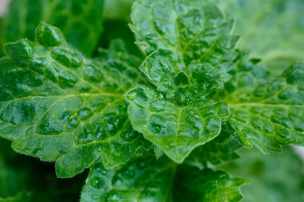 Bunch Green Fresh Curly Mint Close — Stock Photo, Image