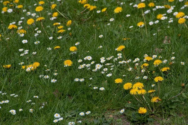 Blumenwiese Sommer — Stockfoto