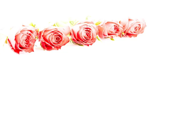 Rote Rosen Für Die Liebe — Stockfoto
