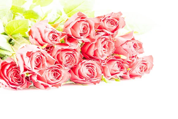 Rosas Vermelhas Por Amor — Fotografia de Stock