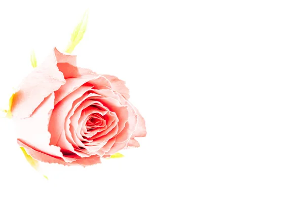 Rose Rosse Amore — Foto Stock