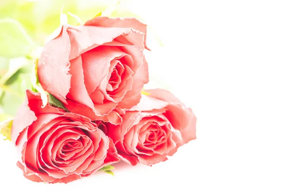 Rose Rosse Amore — Foto Stock