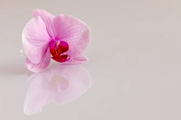 Orchid Witte Achtergrond — Stockfoto