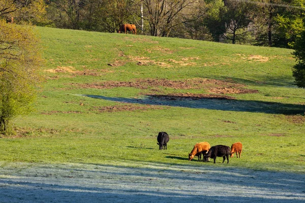 Vacas Bovinos Pastizal — Foto de Stock