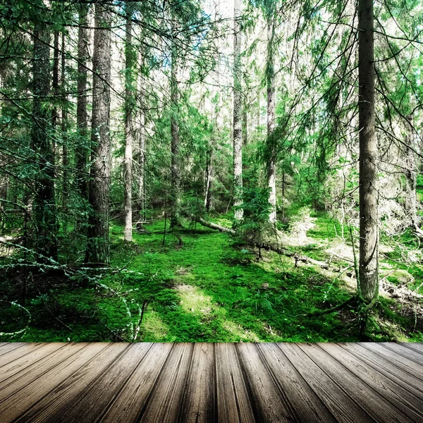 Divoké Lesní Stromy Příroda — Stock fotografie
