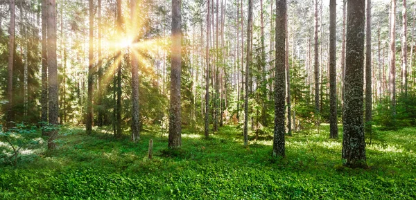 Wald Natur Hintergrund Sommer Morgen Klare Landschaft — Stockfoto