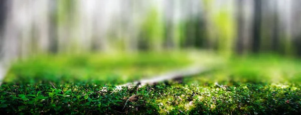 Arbres Sauvages Dans Forêt Paysage Vert Été — Photo