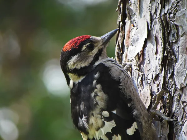 Piccole Teste Woodpecker Kleinspecht — Foto Stock