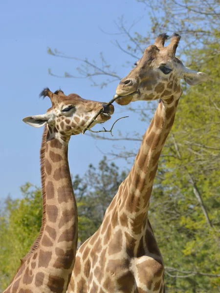 Mondo Animale Giraffe Fauna Selvatica Flora Fauna — Foto Stock