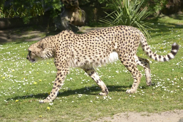 Gros Plan Profil Guépard Afrique Acinonyx Jubatus Marchant Sur Herbe — Photo