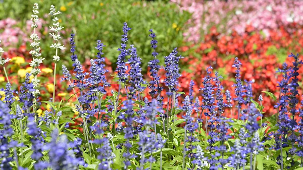Flerfärgad Blomma Säng Med Blå Salvia Släkte — Stockfoto
