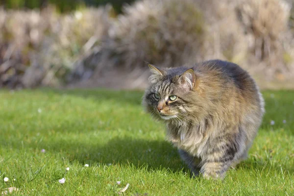 Gato Angorá Felis Catus Caminhando Sobre Grama — Fotografia de Stock