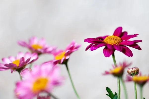 Gros Plan Fleurs Rose Marguerite Flou Artistique — Photo