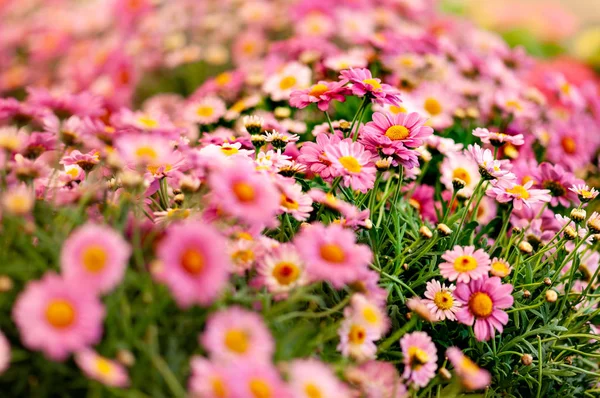 Closeup Pink Daisy Flowers Artistic Blur — Stock Photo, Image