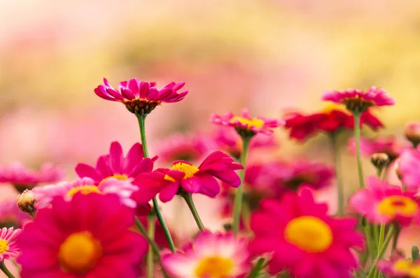 Primo Piano Fiori Rosa Margherita Sfocatura Artistica — Foto Stock