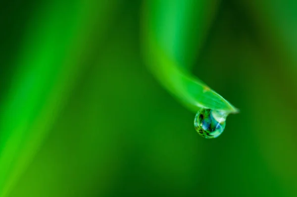 Folhagem Molhada Folhas Grama Verde Com Gotas Chuva — Fotografia de Stock