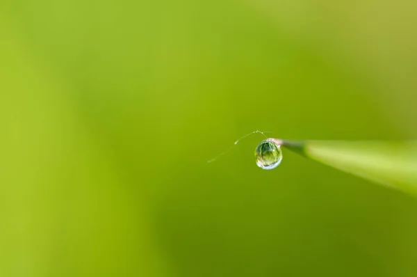 Small Drops Dew Fresh Green Grass Field Morning Rain Weather — Stock Photo, Image