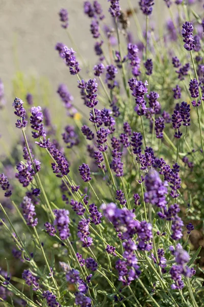 Blommande Lavendelblommor Provence Nära Sault Frankrike — Stockfoto