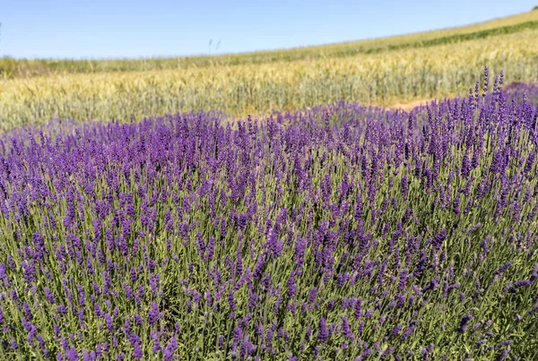 Kvetoucí Levandulové Květy Provence Poblíž Sault Francie — Stock fotografie