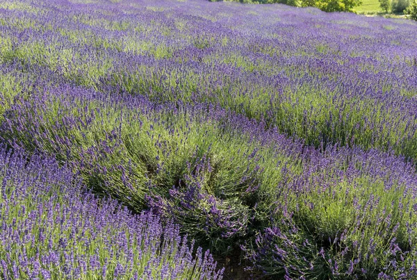 Kvetoucí Levandulové Květy Provence Poblíž Sault Francie — Stock fotografie