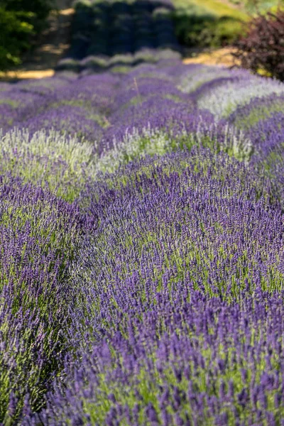 Blomstrende Lavendelblomstene Provence Nær Sault Frankrike – stockfoto